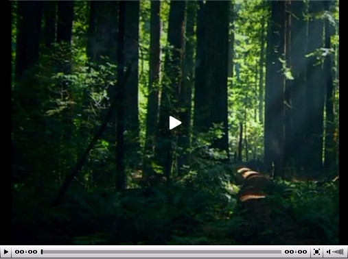 環(huán)保低碳板材深得消費(fèi)者心